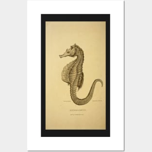 Hippocampus: seahorse Posters and Art